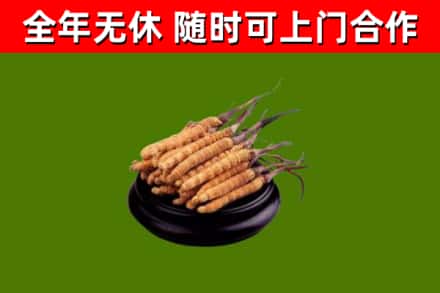 唐山市回收散虫草